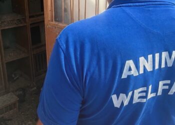 Decine di uccelli morti e altri tenuti nel degrado: scattano sequestri e denunce