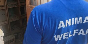 Decine di uccelli morti e altri tenuti nel degrado: scattano sequestri e denunce