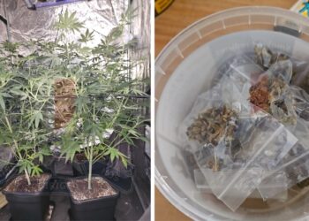 Blitz della polizia a Marsalforn, scoperta coltivazione illegale di cannabis