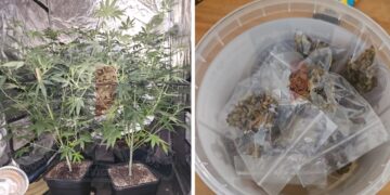Blitz della polizia a Marsalforn, scoperta coltivazione illegale di cannabis